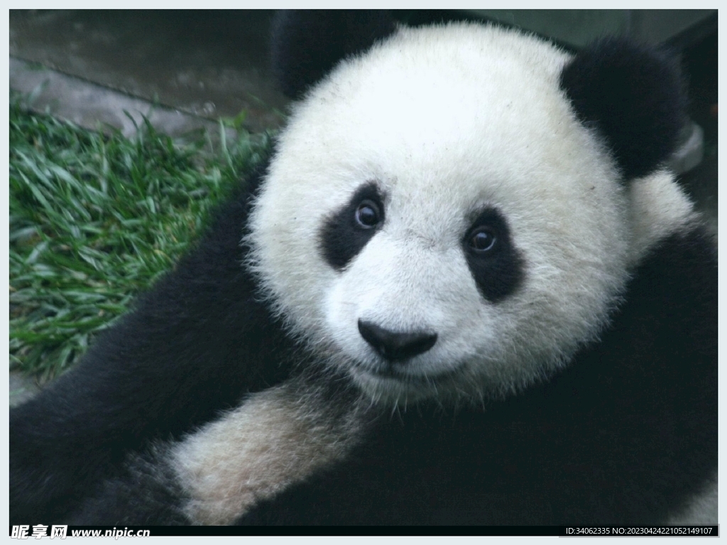 panda熊猫图片