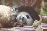 熊猫图片素材