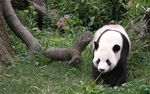 熊猫图片素材