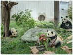 熊猫图