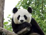 熊猫图片