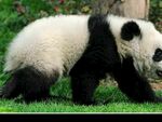 熊猫图片素材