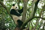 熊猫图