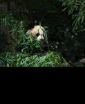 熊猫图