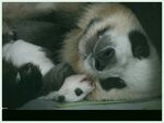 熊猫图