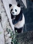 熊猫素材图