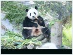 熊猫图片