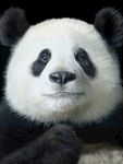 熊猫图片