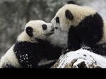 熊猫图片