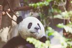 熊猫图片素材