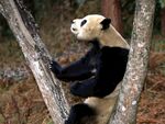 熊猫图片