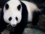 熊猫素材图
