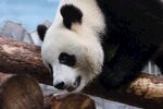 熊猫图片素材