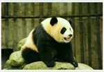 熊猫图片