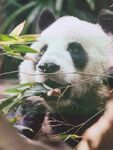 熊猫图片