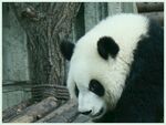 熊猫图片