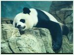 熊猫图片