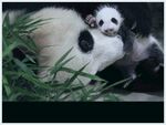 熊猫图片
