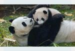 熊猫图片