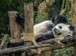 熊猫图片
