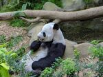 熊猫图片