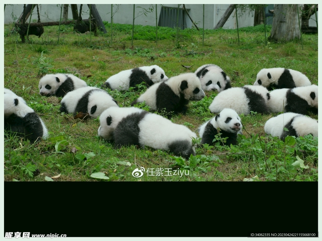 熊猫图片