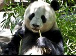 熊猫图片