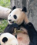 熊猫图片