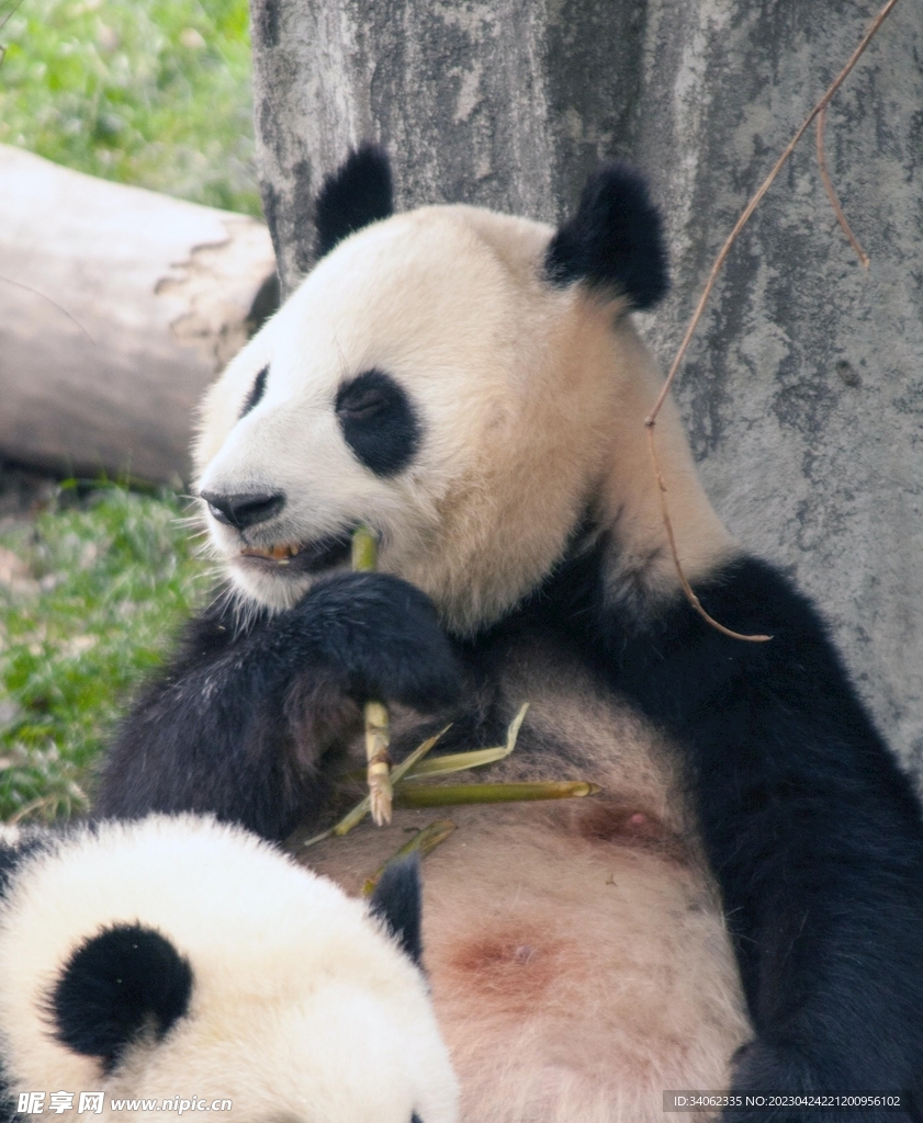 熊猫图片