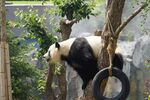 panda熊猫图片