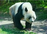 熊猫图片