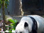 熊猫图片