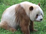 熊猫素材图