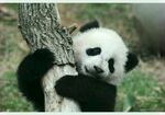 panda熊猫图片