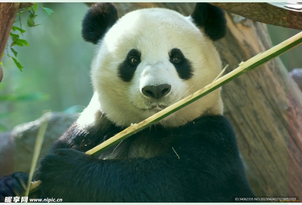 熊猫图片