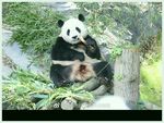 熊猫图片