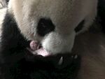 熊猫panda图片