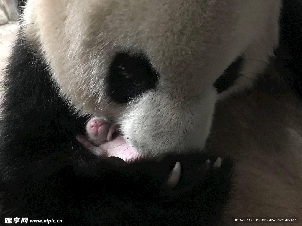 熊猫panda图片