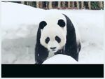panda熊猫图片