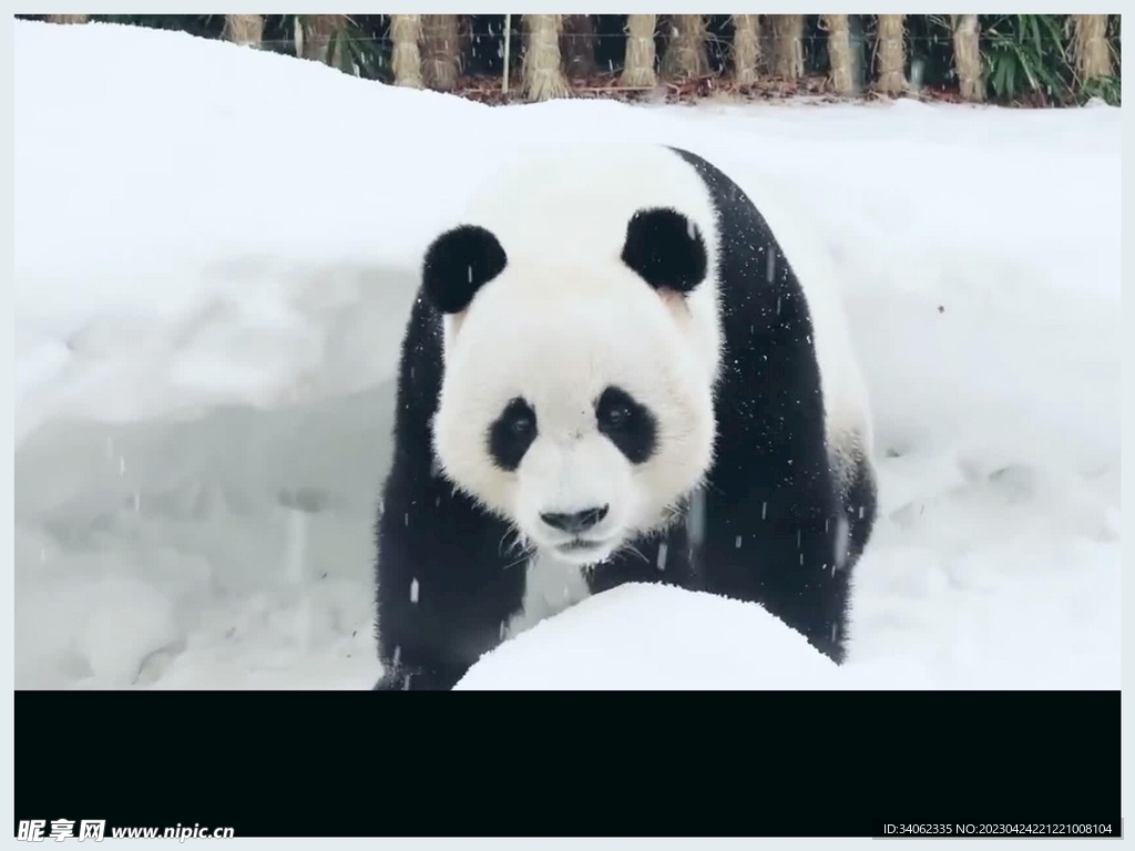 panda熊猫图片