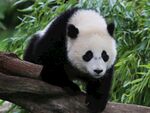 熊猫图片素材