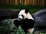panda熊猫图片