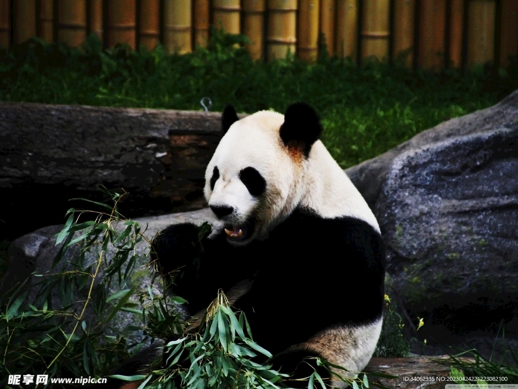 panda熊猫图片