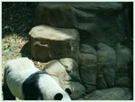 熊猫图