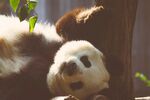 熊猫panda图片