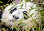 panda熊猫图片