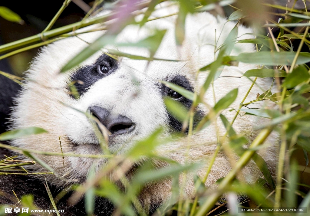 panda熊猫图片