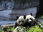 熊猫图片素材