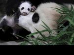熊猫图片素材