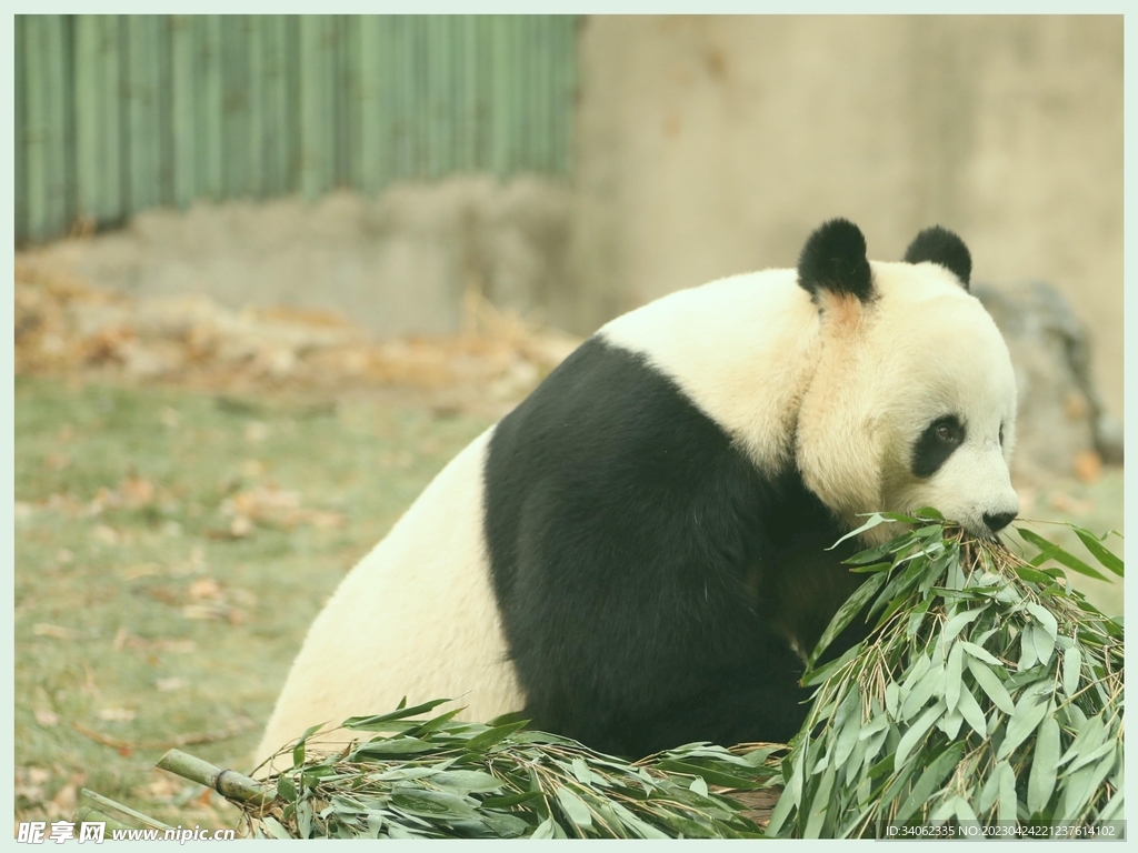 熊猫图片